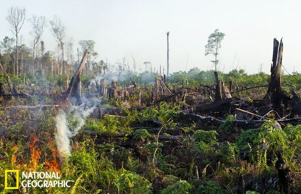 拯救苏门答腊猩猩