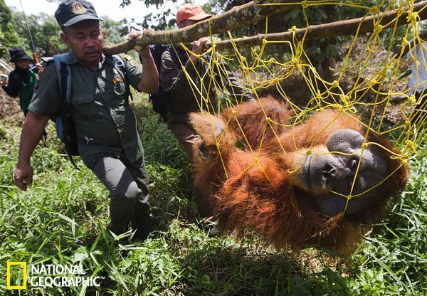猩猩“阿凡达”