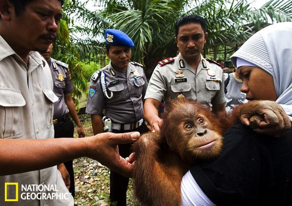 拯救苏门答腊猩猩