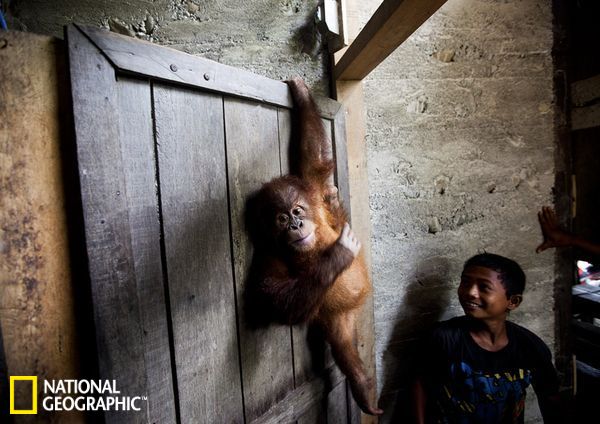 拯救苏门答腊猩猩