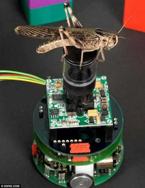 科学家受蝗虫反碰撞系统启发,发明了一个汽车用的碰撞传感器