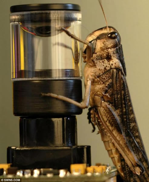 该碰撞传感器是科学家受“蝗虫大脑处理电信号和化学信号的独特方式”的启发而开发