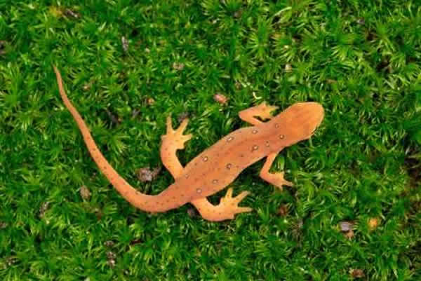 东方蝾螈(红点蝾螈)可能在近代才进化出器官和肢体再生能力