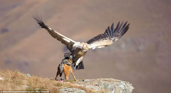 �Ϸ�ͺ���������ʳ