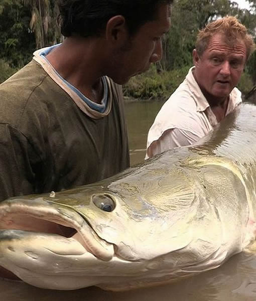 Ӣ��������������ɭ�������޹����ǵ����������޴��Ұ���޻����㣬��250��(Լ113����)��