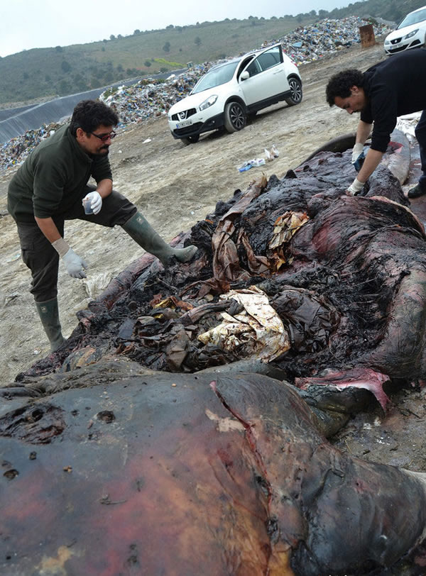 ��������̲Ĩ�㾨ʬ��θ����17���������