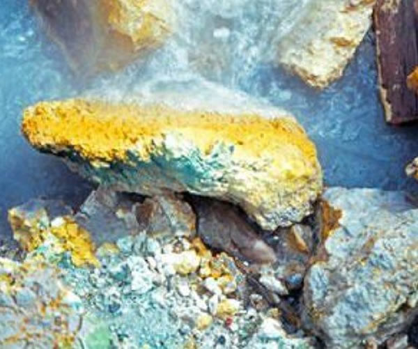 ��ʯ��԰�ڷ��ֵ��͸���ǿ�ỷ�����ﱻ��Ϊ���Σ����淽ʽ��������������Ȼ��ͬ