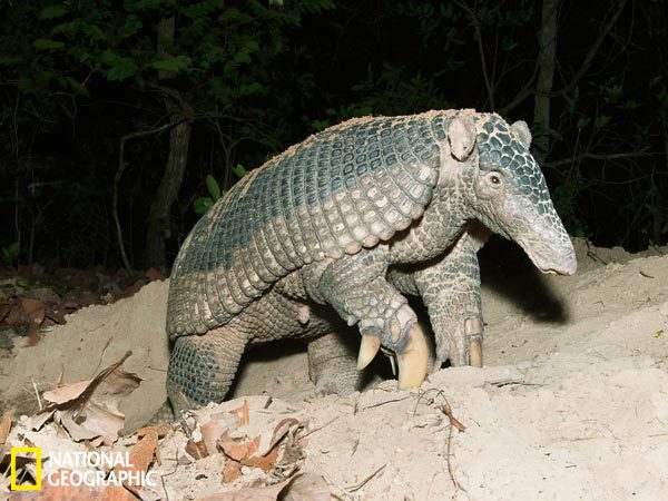 һֻ������Դ������Ӷ�Ѩ���߳�