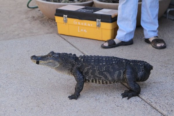 “斯塔布斯”失去尾巴时的照片