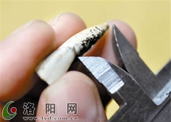 测量人类牙齿化石