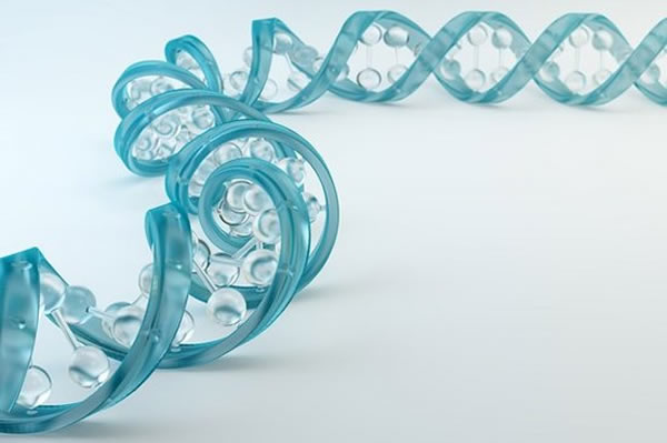 遗传学家最新研究发现,一个人的染色体端粒越长他的寿命就越长。