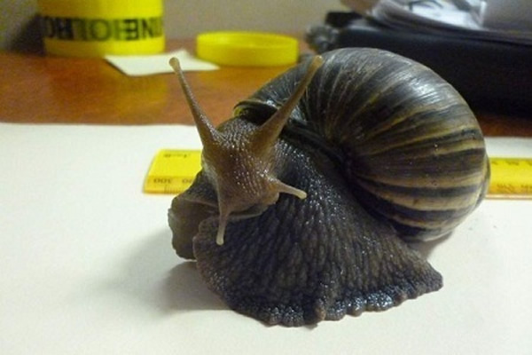 非洲大蜗牛(资料图)