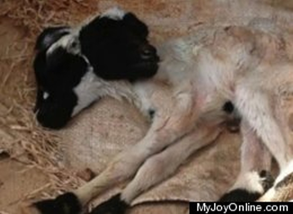 非洲加纳诞生一只拥有两个头的小羊羔