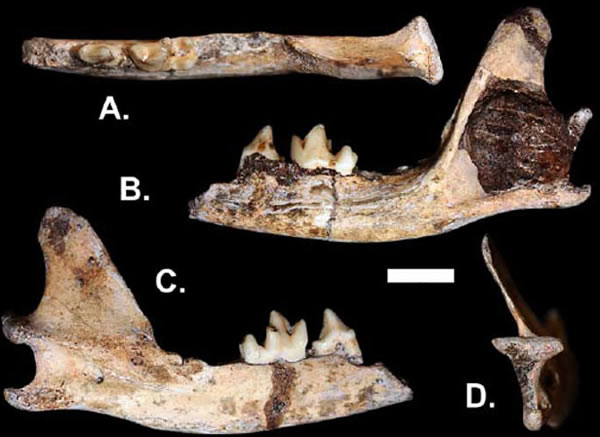 非洲发现的狐狸新物种Vulpes skinneri化石