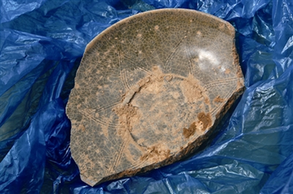 3月16日,瓯海郭溪六朝古墓挖掘出一个破损的青瓷碟,表面有精致的花纹。