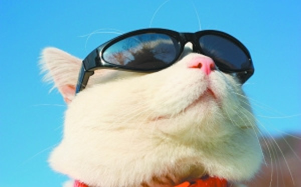 风靡网络的“猫叔”经常上演模仿秀