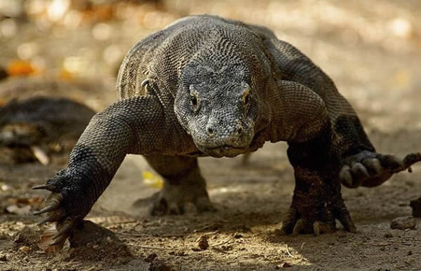 科莫多巨蜥的分布范围,在印尼东南部海岸非常偏僻的5个小岛上。