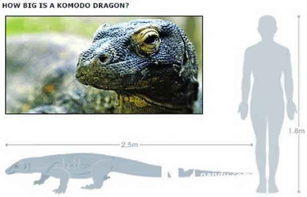 今天的科莫多巨蜥平均体长2.5米,有的能超过3米,是世界上最大的蜥蜴。