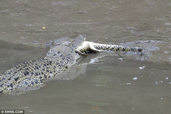 淡水鳄鱼是一种没有感情的伺机掠食者