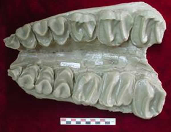 冠齿兽模式标本模型