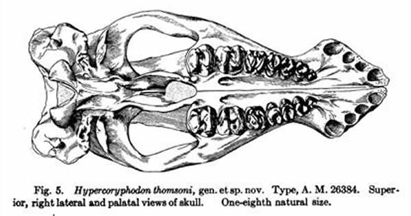 文献内汤氏后冠齿兽模式标本