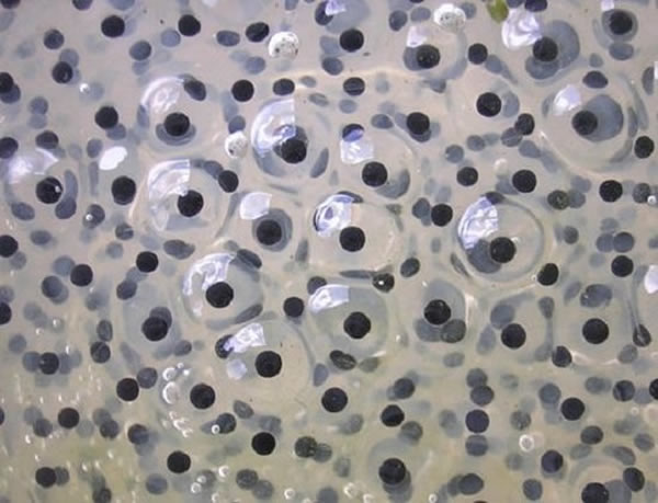 ��ѧ�ҳƣ��ɹ����������Ҳֻ��ʱ�����⡣