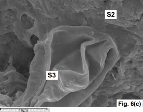第一幅显微照片C点的放大照。论文重申了此前由富有争议的科学家查德拉-维克拉马辛赫进行的一项研究得出的发现。维克拉马辛赫的研究论文发现于1月发表