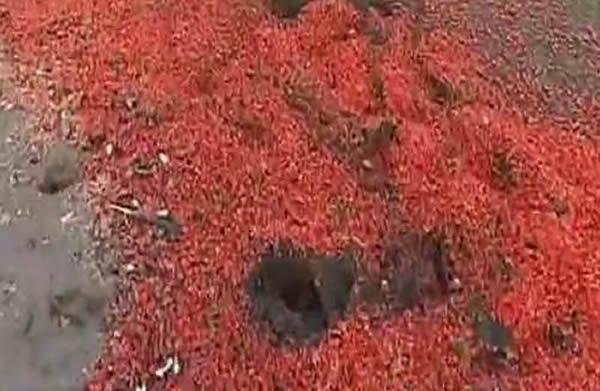 上万只死虾被冲上智利海滩