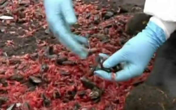 上万只死虾被冲上智利海滩