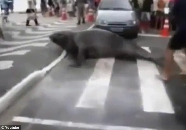 巴西街头一只象海豹散步导致交通堵塞