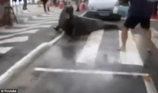 巴西街头一只象海豹散步导致交通堵塞