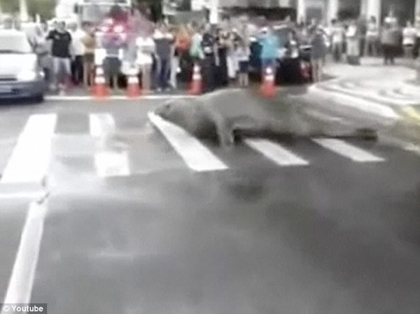 巴西街头一只象海豹散步导致交通堵塞