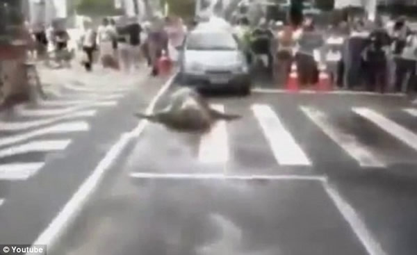 巴西街头一只象海豹散步导致交通堵塞