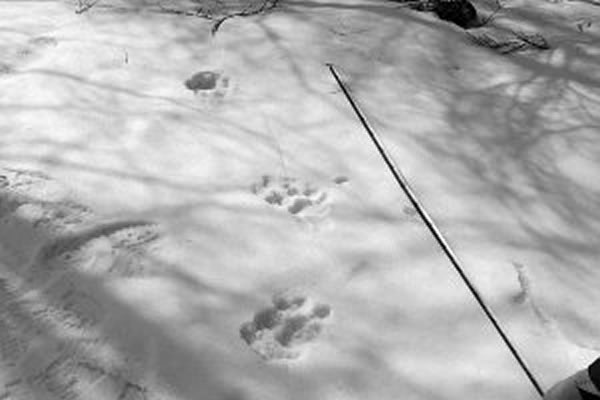 ���������㼣