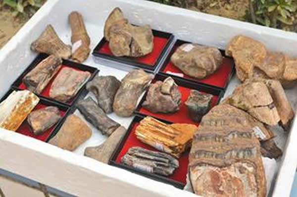 台南市左镇地区出土丰富的象类化石