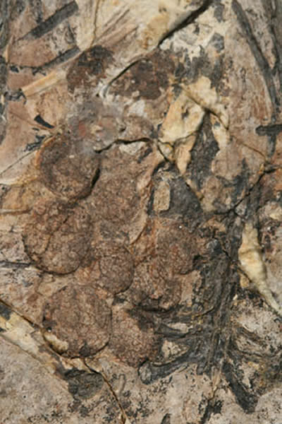 一件反鸟类卵巢滤泡化石