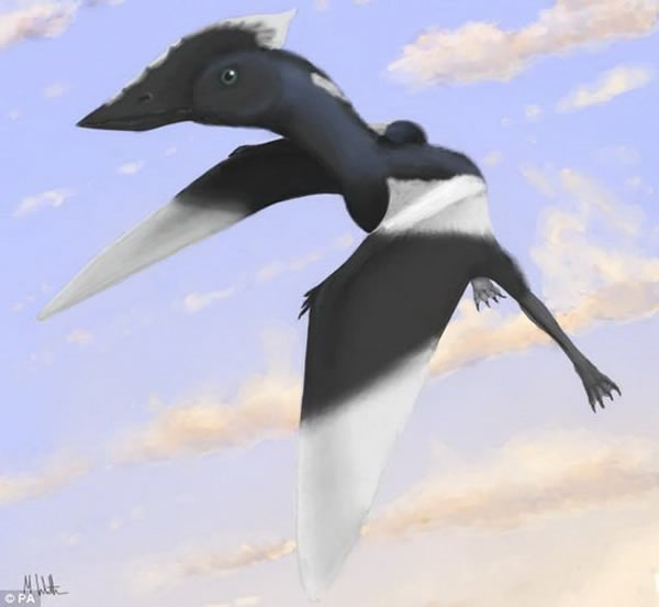 乌鸦大小的翼龙新物种的复原图