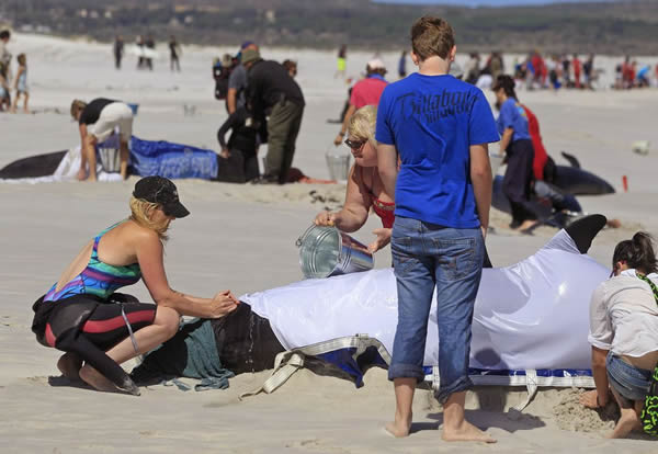 19头巨头鲸在南非开普敦搁浅