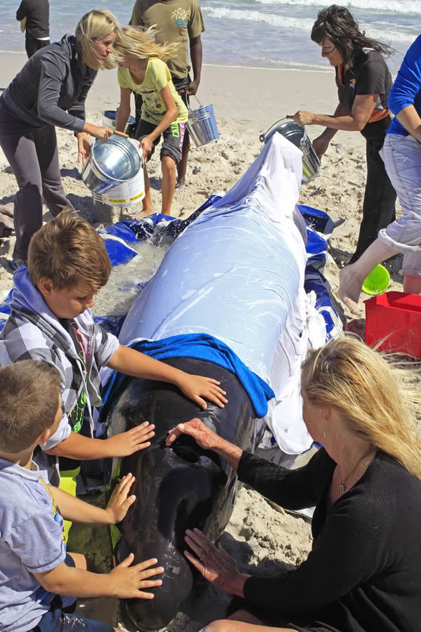 19头巨头鲸在南非开普敦搁浅