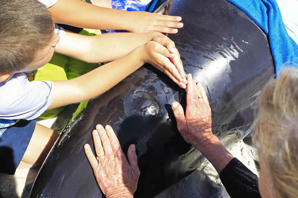 19头巨头鲸在南非开普敦搁浅