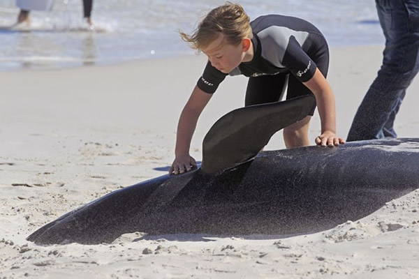 19头巨头鲸在南非开普敦搁浅