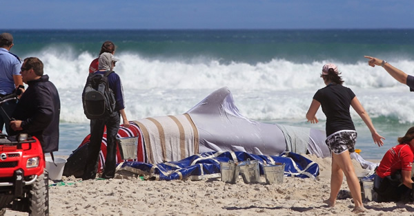 19头巨头鲸在南非开普敦搁浅