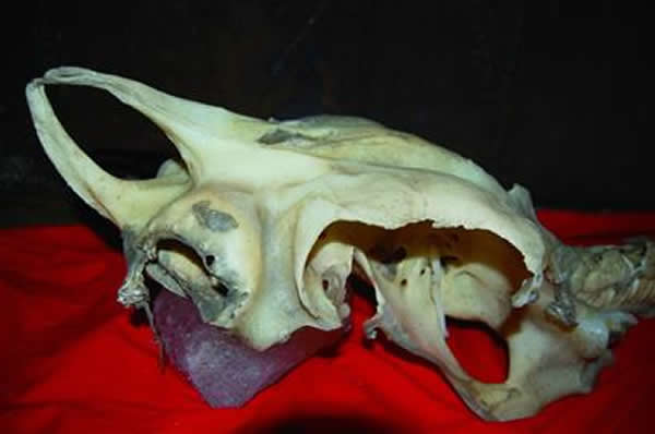 海底捞出的“龙骨”秘密还没揭开