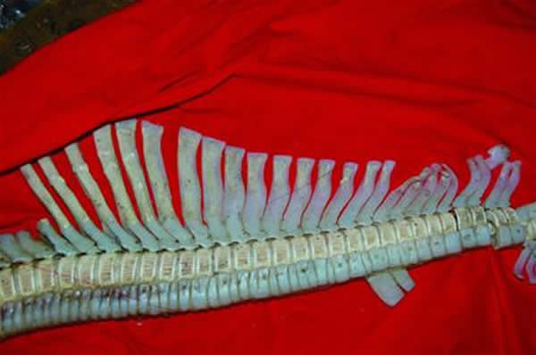 海底捞出的“龙骨”秘密还没揭开