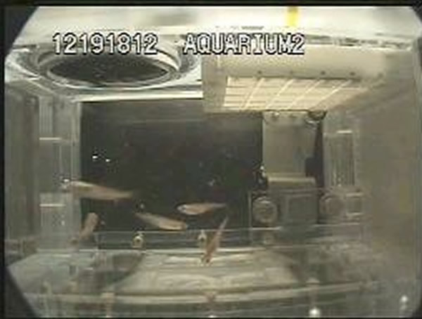 在国际空间站日本“希望”号实验舱内饲养的鳉鱼