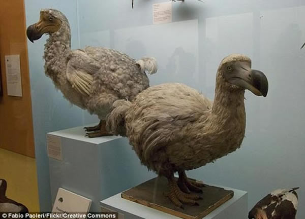 渡渡鸟进化历史中不存在天敌,由于人类猎杀它们为食而导致灭绝
