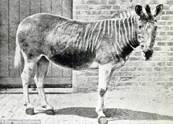 这一灭绝物种是斑驴,曾生活在南非地区。最后一只野生斑驴在1870年猎杀,人工饲养最后一只斑驴死亡于1883年