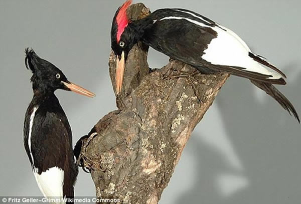 象牙喙啄木鸟生活在美国东南部,上世纪40年代被证实灭绝消失