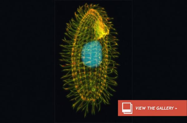 �о���Ա������Ĥ����Ա�ѡ����������