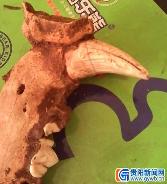 贵州普安县村民修房挖地基时发现的古生物化石